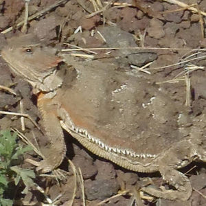 Meet your Posher, Horned